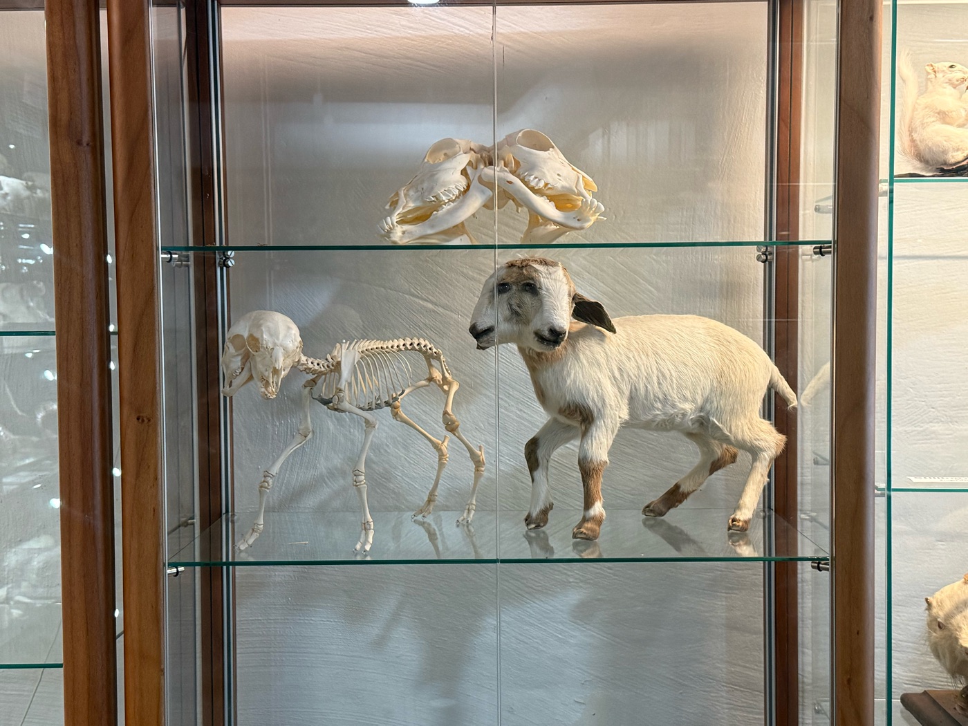 A two-headed goat, mounted, beside its skeleton in a museum case